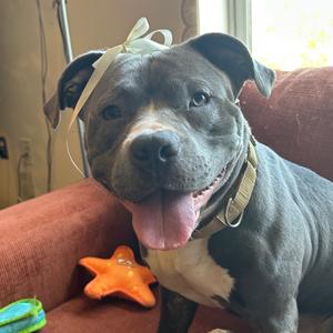 Greta, Terrier, Pit Bull, adult, available for adoption