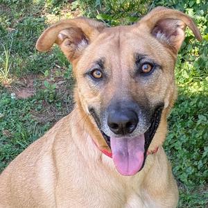Danny, Shepherd, German, adult, available for adoption