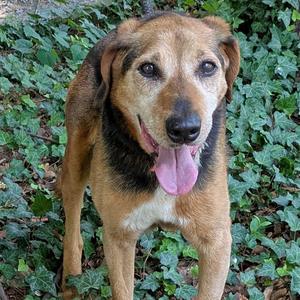 Marvin, Hound, senior, available for adoption
