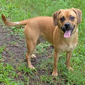 Ronnie, Beagle, adult, available for adoption