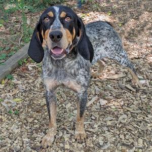 Bristol, Coonhound, Bluetick, adult, available for adoption