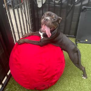 Ghibli, Terrier, Pit Bull, adult, available for adoption