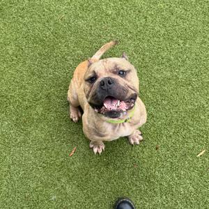 T-Bone, Bulldog, English, adult, available for adoption