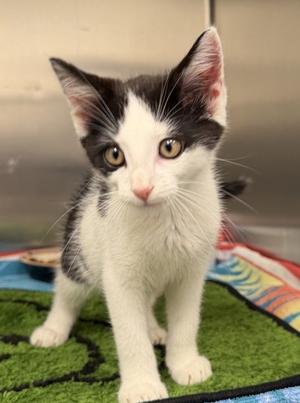Tillamook, kitten, available for adoption