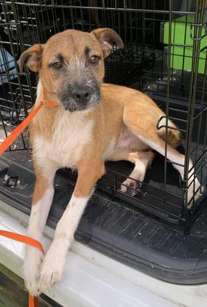 Atticus, Terrier, young, available for adoption