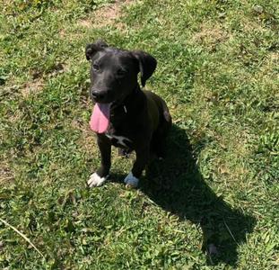 Bud, Labrador Retriever, young, available for adoption
