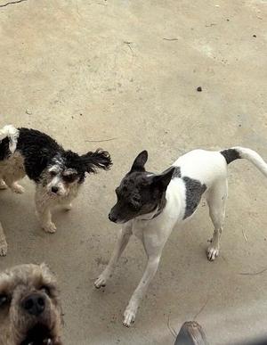 Millie, Rat Terrier, young, available for adoption