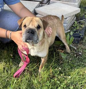 Half Pint, Shar-Pei, young, available for adoption