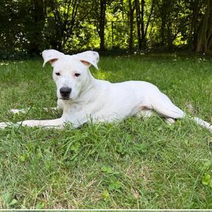 Raine, Australian Cattle Dog / Blue Heeler / American Staffordshire Terrier, adult, available for adoption
