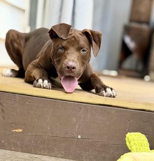 Scout, Terrier, young, available for adoption