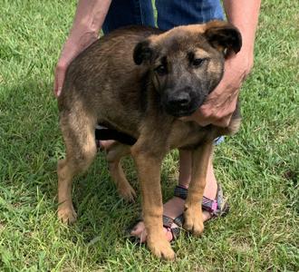 Arista, Terrier, young, available for adoption