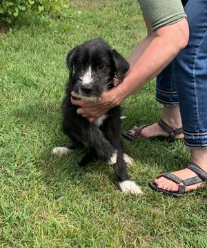 Abner, Terrier, young, available for adoption
