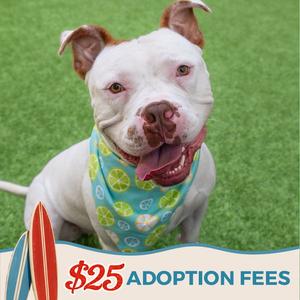 Miklo, Pit Bull Terrier, adult, available for adoption