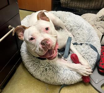 Miklo, Pit Bull Terrier, adult, available for adoption