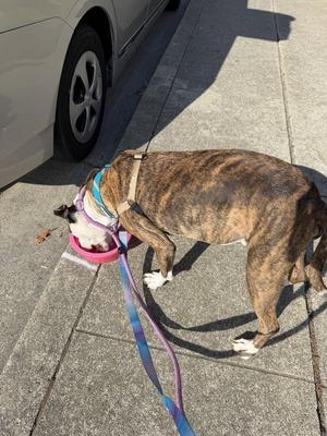 A brindle dog wearing a blue and white bandana is eating from a pink bowl on a sidewalk next to a car.