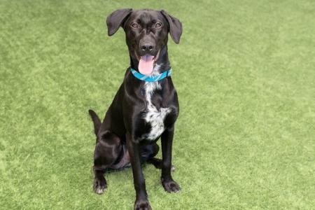 Nova, German Shorthaired Pointer / German Shepherd Dog, young, available for adoption