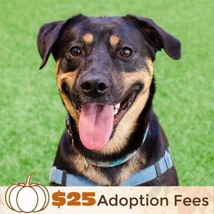Zelda, German Shepherd Dog / Rottweiler, adult, available for adoption