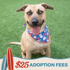 Dahlia, Pit Bull Terrier / German Shepherd Dog, adult, available for adoption