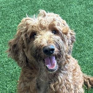 Bruno, Poodle (Standard), adult, available for adoption