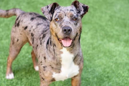 Luna, Catahoula Leopard Dog, adult, available for adoption