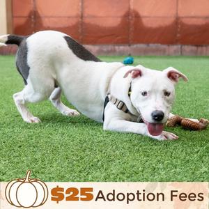 Russell, Bull Terrier, young, available for adoption