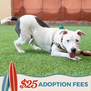 Russell, Bull Terrier, young, available for adoption
