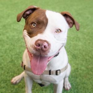 A brown and white dog with floppy ears and a pink tongue sticking out, wearing a harness, sitting on a green surface.