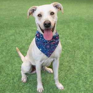 Denali, Labrador Retriever, adult, available for adoption