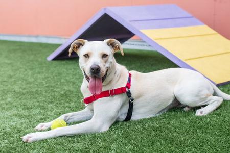 Denali, Labrador Retriever, adult, available for adoption