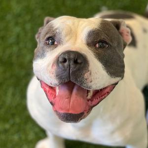 Lola, Pit Bull Terrier / Bulldog, adult, available for adoption