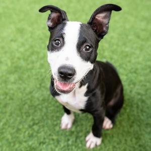 Sparkle, Pit Bull Terrier, puppy, available for adoption