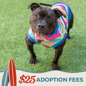 Tank Top, Bulldog / American Staffordshire Terrier, adult, available for adoption