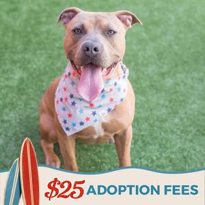 Skeeter, Pit Bull Terrier, adult, available for adoption
