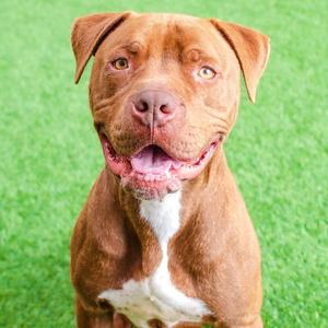 Bobby, Pit Bull Terrier, young, available for adoption