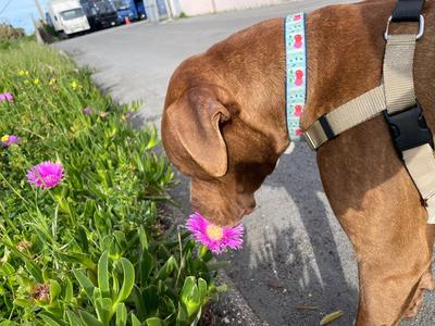 Bobby, Pit Bull Terrier, young, available for adoption