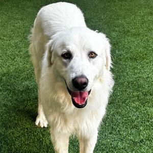 Rainier, Great Pyrenees, adult, available for adoption
