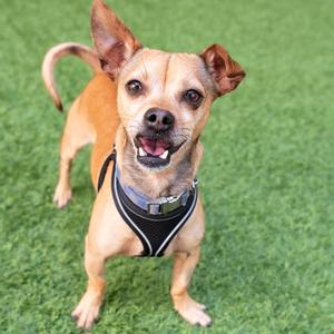 A small brown dog with perked ears and a black harness standing on green grass.