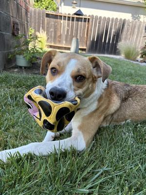 Bailey, Beagle / Hound, adult, available for adoption