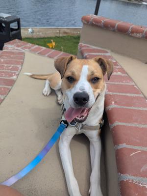 A brown and white dog with a blue leash lying on a brick patio near a body of water.