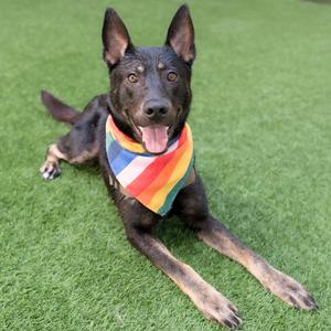Phoenix, Shepherd, adult, available for adoption