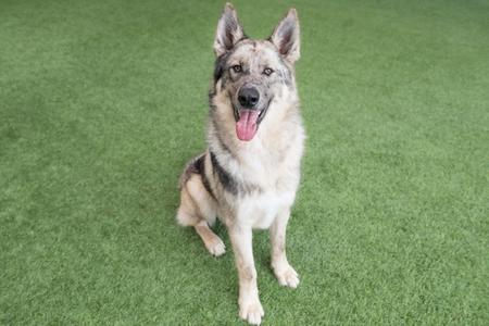 A German Shepherd dog sitting on green artificial grass with its tongue out, looking at the camera.