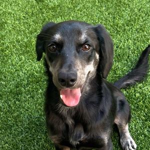 Pocky, Chihuahua / Terrier, young, available for adoption