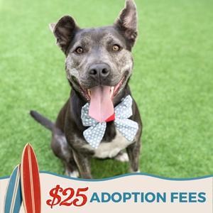 Miso, Siberian Husky / Pit Bull Terrier, adult, available for adoption