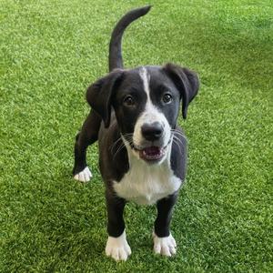 Bantay the Puppy!, Border Collie, puppy, available for adoption