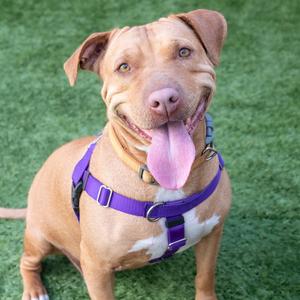 Eleni, Pit Bull Terrier, adult, available for adoption