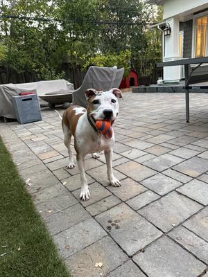 Sonnet, Pit Bull Terrier, adult, available for adoption
