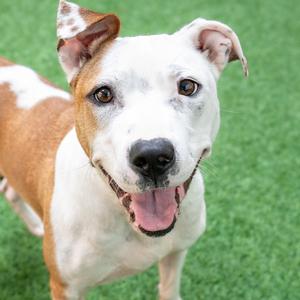 Sonnet, Pit Bull Terrier, adult, available for adoption