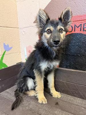 DIVA, German Shepherd Dog, young, available for adoption