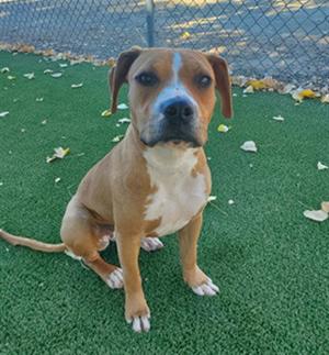 A brown and white dog sitting on green artificial grass with a chain-link fence in the background.