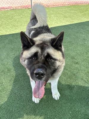 BRADLEY, Akita, adult, available for adoption